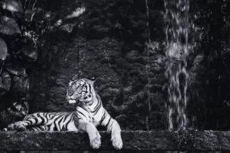 SAMADHWANI COVER PHOTO 6 1