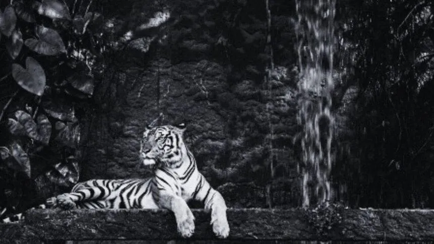 SAMADHWANI COVER PHOTO 6 1