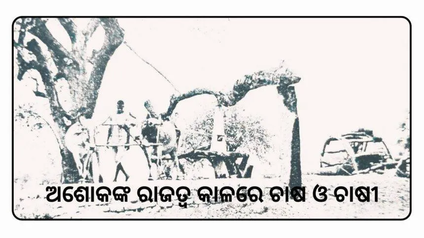 ଅଶୋକଙ୍କ ରାଜତ୍ଵ କାଳରେ ଚାଷ ଓ ଚାଷୀ