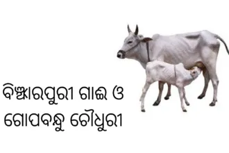 ବିଞ୍ଝାରପୁରୀ ଗାଈ ଓ ଗୋପବନ୍ଧୁ ଚୌଧୁରୀ